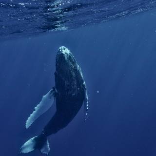 Whale shark phone wallpaper