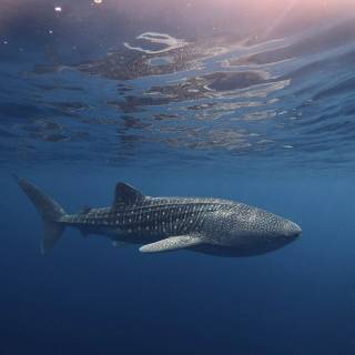 Whale shark phone wallpaper
