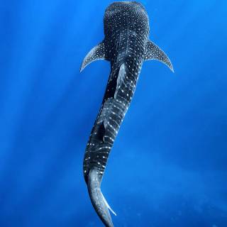 Whale shark phone wallpaper