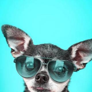 Chihuahua phone wallpaper