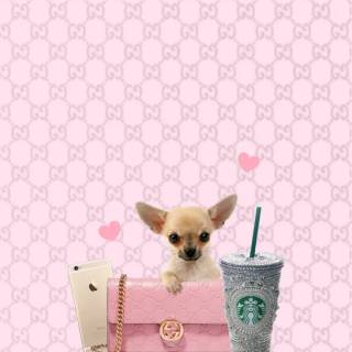 Chihuahua phone wallpaper