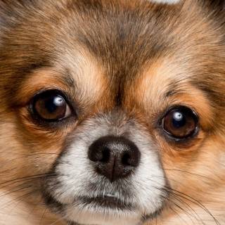 Chihuahua phone wallpaper