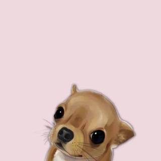 Chihuahua phone wallpaper