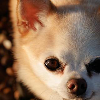 Chihuahua phone wallpaper