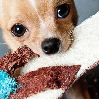 Chihuahua phone wallpaper