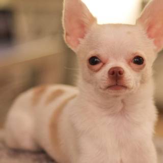 Chihuahua phone wallpaper