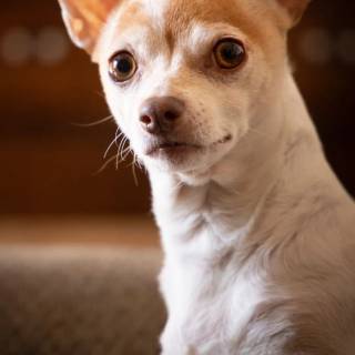 Chihuahua phone wallpaper