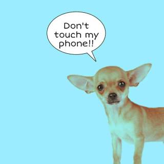 Chihuahua phone wallpaper