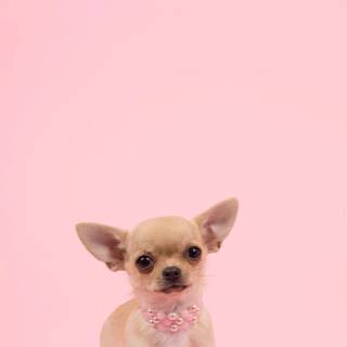 Chihuahua phone wallpaper