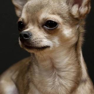 Chihuahua phone wallpaper