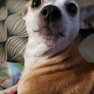 Chihuahua phone wallpaper