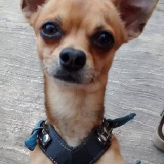 Chihuahua phone wallpaper