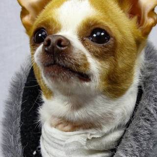 Chihuahua phone wallpaper