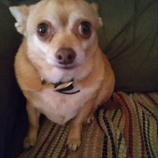 Chihuahua phone wallpaper