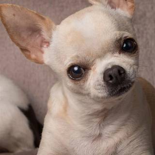 Chihuahua phone wallpaper