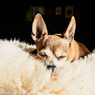Chihuahua phone wallpaper
