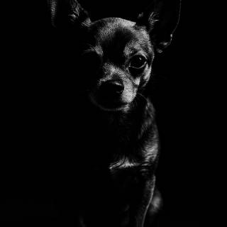Chihuahua phone wallpaper