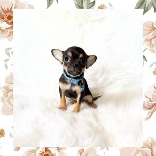 Chihuahua phone wallpaper