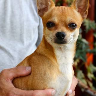Chihuahua phone wallpaper