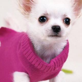 Chihuahua phone wallpaper
