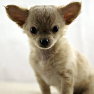 Chihuahua phone wallpaper