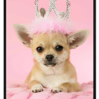 Chihuahua phone wallpaper