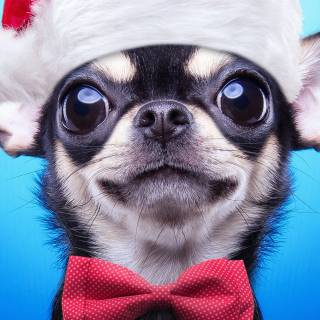Chihuahua phone wallpaper