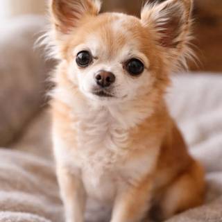 Chihuahua phone wallpaper