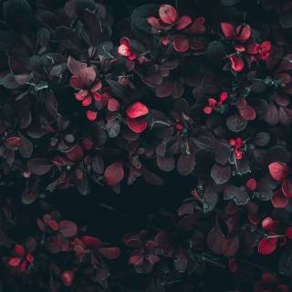 Desktop dark red wallpaper