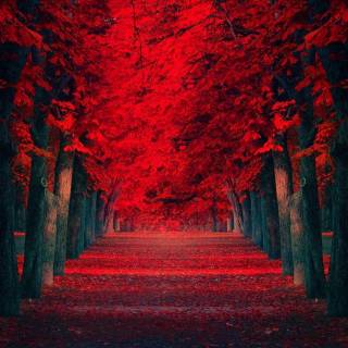 Desktop dark red wallpaper