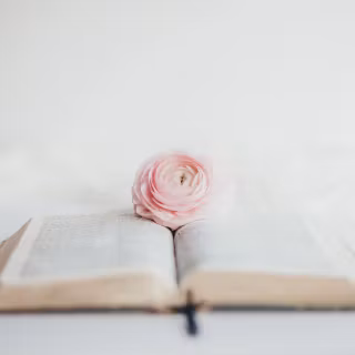 Pink Bible desktop wallpaper