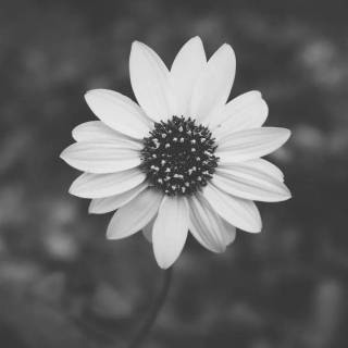 Desktop aesthetic dark wallpaper