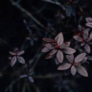 Desktop aesthetic dark wallpaper