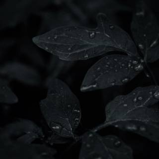 Dark rain desktop wallpaper