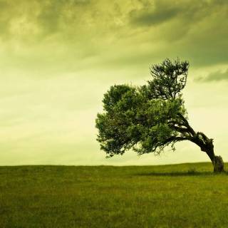 Desktop trees wallpaper