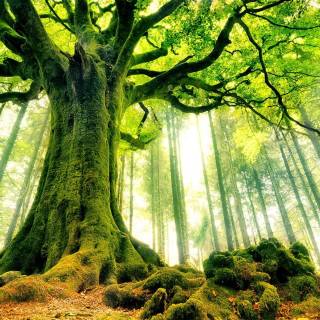 Desktop trees wallpaper