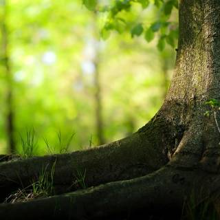 Desktop trees wallpaper