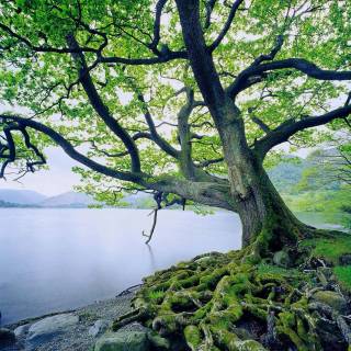 Desktop trees wallpaper