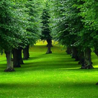 Desktop trees wallpaper
