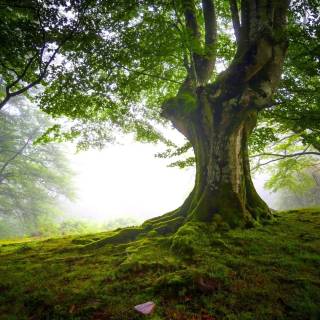 Desktop trees wallpaper