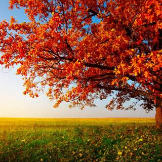 Desktop trees wallpaper
