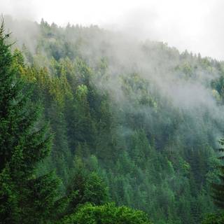 Desktop trees wallpaper