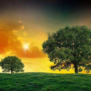 Desktop trees wallpaper