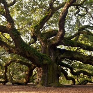Desktop trees wallpaper