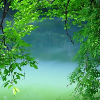 Desktop trees wallpaper