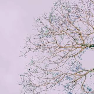 Desktop trees wallpaper