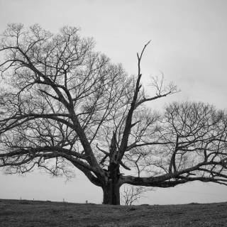 Desktop trees wallpaper