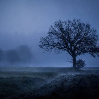 Desktop trees wallpaper