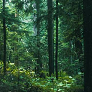 Desktop trees wallpaper