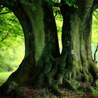 Desktop trees wallpaper